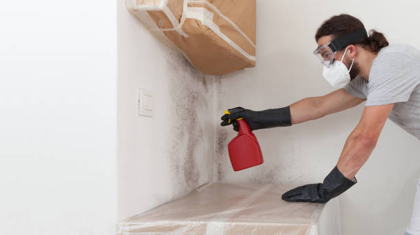 Basement Mold Remediation treatment on basement walls in Westover