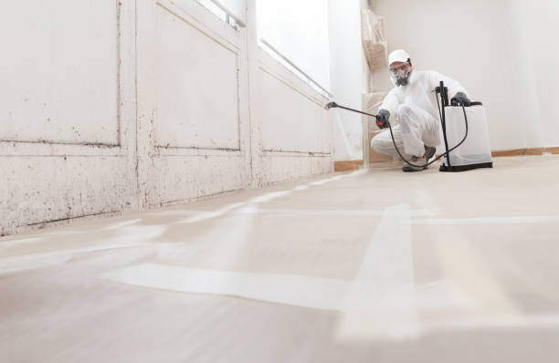 Black mold remediation team in Westover